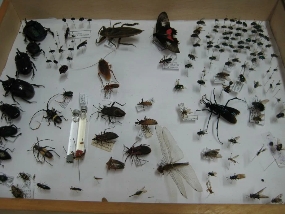 Entomologia Forense